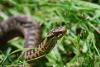 Adder
