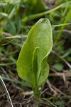 Adders Tongue Fern
