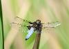 Broad Bodied Chaser Dragonfly - Ian Hoseason