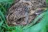 Brown Hare Leveret