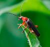 Common Red Soldier Beetle - Mal Wilkinson