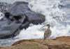 Curlew