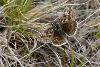 Dingy Skipper Butterfly - Mal Wilkinson