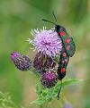 Five-spot Burnet Moth - Mal Wilkinson