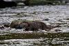 Otter - David Raymond
