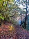 Ousbrough Wood