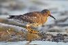 Purple Sandpiper