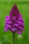 Pyramidal Orchid