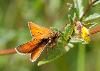 Small Skipper Butterfly - Ian Hoseason