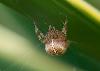 Spider - Ian Hoseason