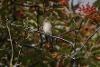Spotted Flycatcher - PT Bell