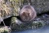 Water Vole - Dean Heward