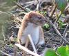 Weasel - S Egglestone