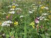 Wildflowers, South Hylton - Rachel Locke